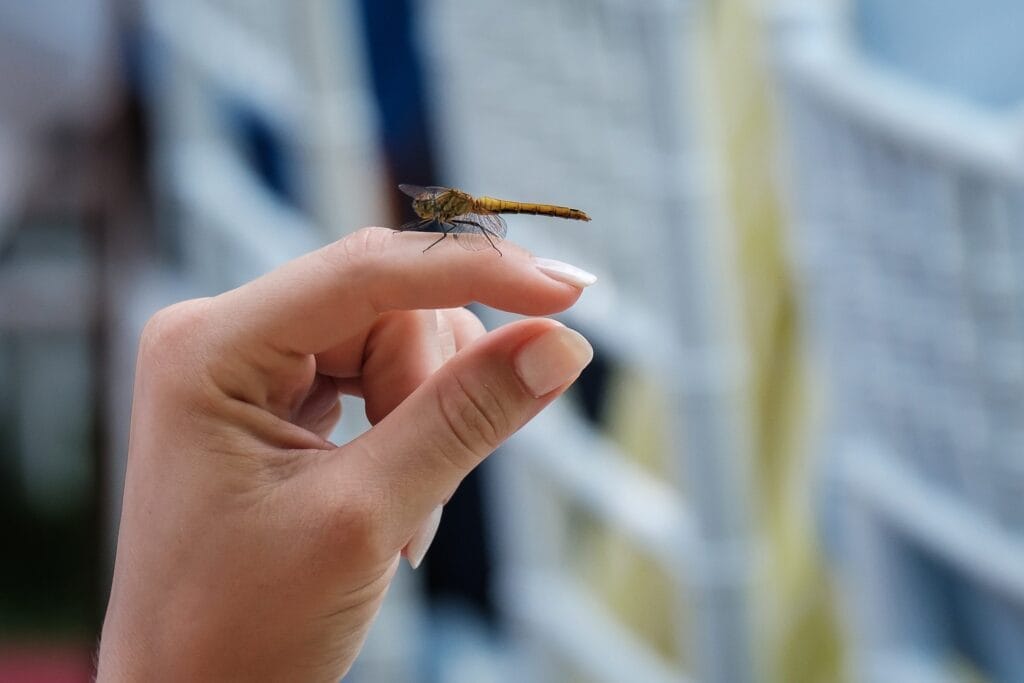 Hochzeitskrone Eine Libelle ruht zart auf der Fingerspitze einer Person und fängt einen authentischen Moment vor einem unscharfen Hintergrund ein, ähnlich wie echte Emotionen bei natürlichen Hochzeitsfotos.