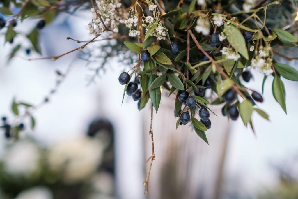 Hochzeitskrone Nahaufnahme dunkler Beeren und grüner Blätter auf einem Zweig, deren zarter Charme bezaubernde Momente einfängt. Kleine weiße Blüten dazwischen verleihen Charme, vor einem unscharfen Hintergrund für natürliche Eleganz, ideal für Hochzeitsfotografie in Niederösterreich.